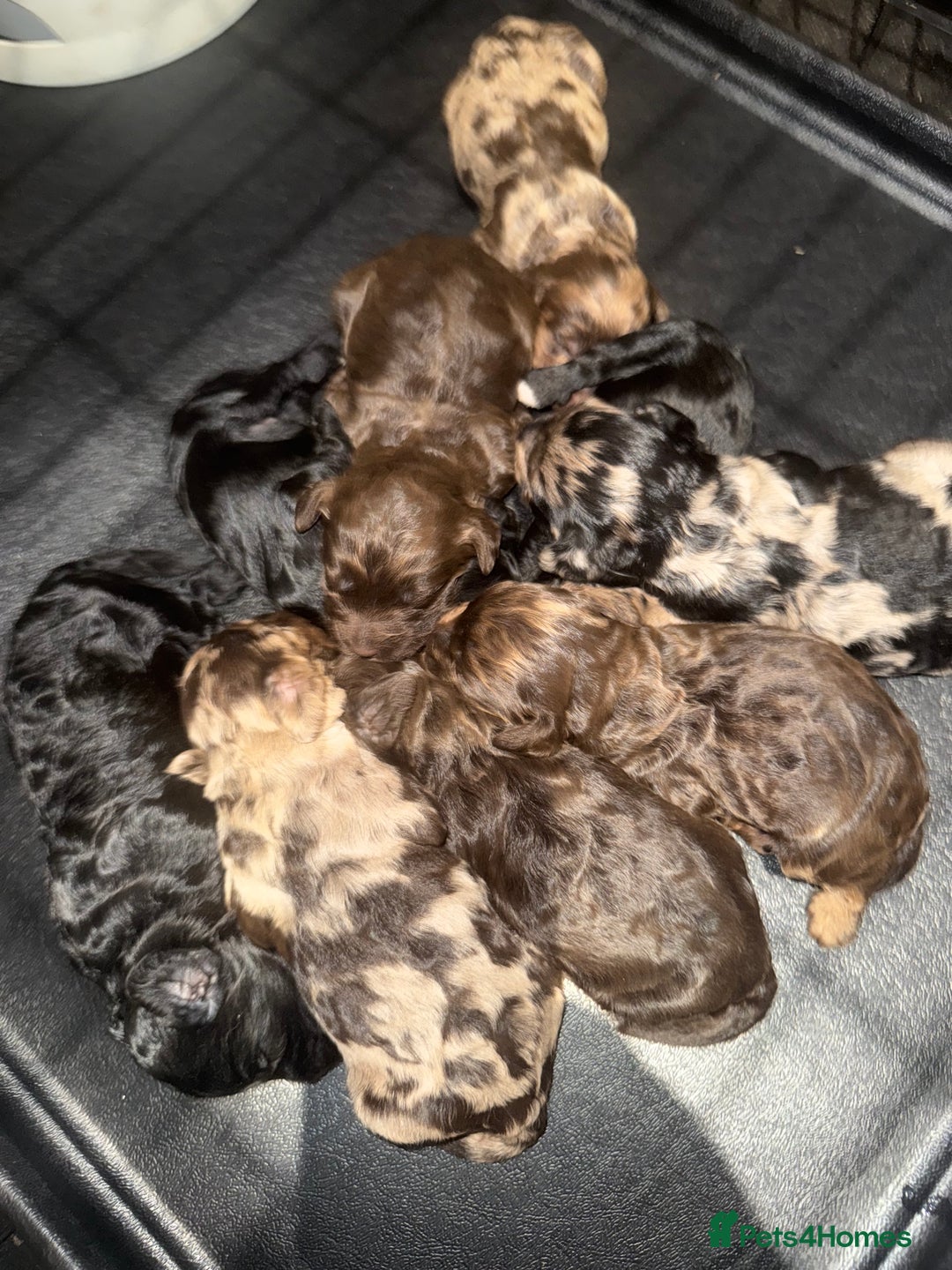 Cockapoo dogs for sale: Beautiful chocolate merle cockapoos  - Image 7