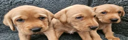 Labrador Retriever dogs for sale: Red Fox Labs : Health Checked-KC Reg-FTCH Pedigree - Advert 4