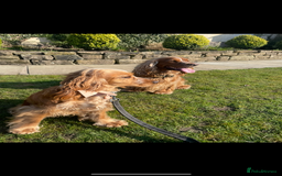 Cocker Spaniel dogs for sale: Lovely natured spaniel puppies - Image 9