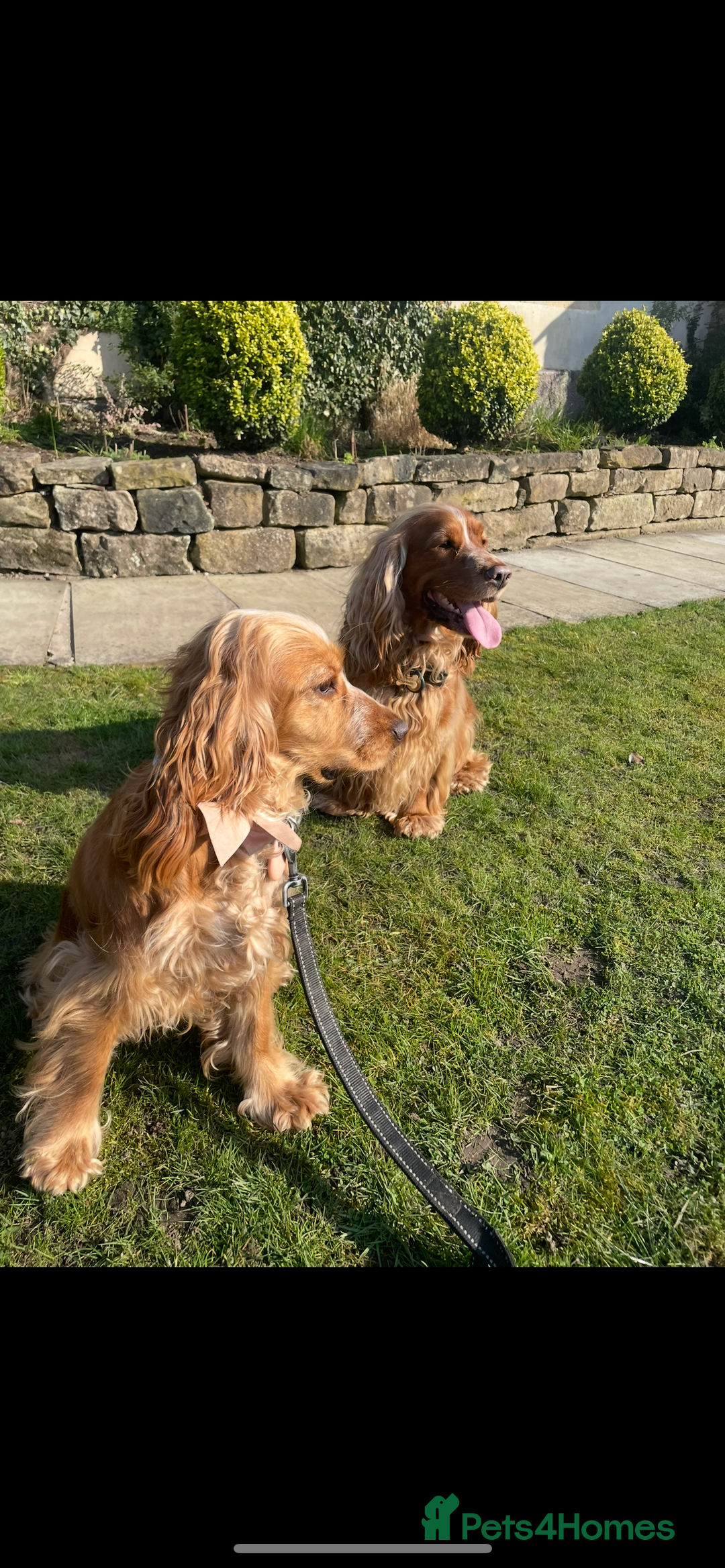 Cocker Spaniel dogs for sale: Lovely natured spaniel puppies - Image 9