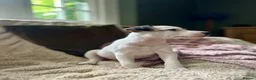 Jack Russell dogs for sale: Jack Russell puppy 1 male 9 weeks  - Advert 3