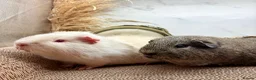 Guinea Pig rodents for sale: Gorgeous pair of boys for sale  - Advert 3