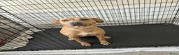 Mixed Breed dogs for sale: Mixed breed female dog - Advert 1