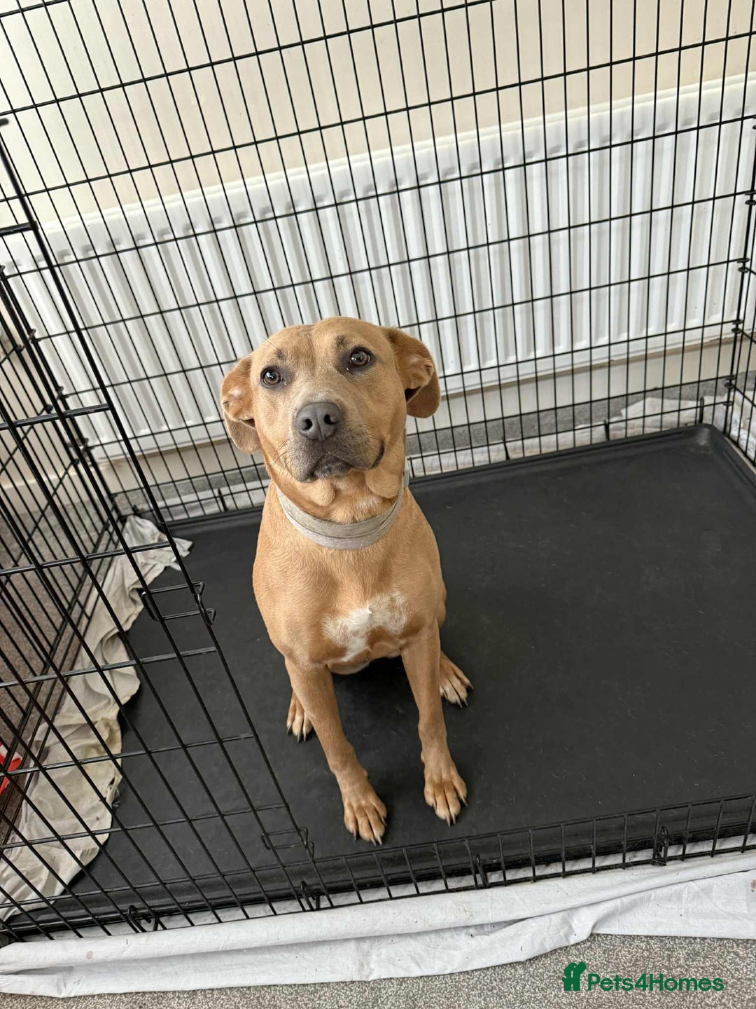 Mixed Breed dogs for sale: Mixed breed female dog - Advert 1