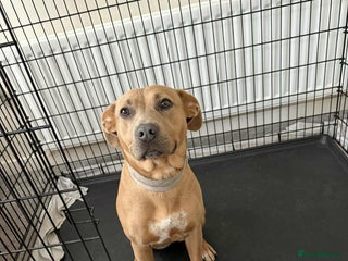 Mixed Breed dogs Mixed breed female dog - Advert 1