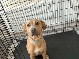 Mixed Breed dogs Mixed breed female dog - Advert 11