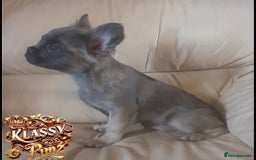 French Bulldog dogs for sale: KLASSY BULLZ KENNELS - KLASSY PUPZ ✨️ in Beckenham - Image 15