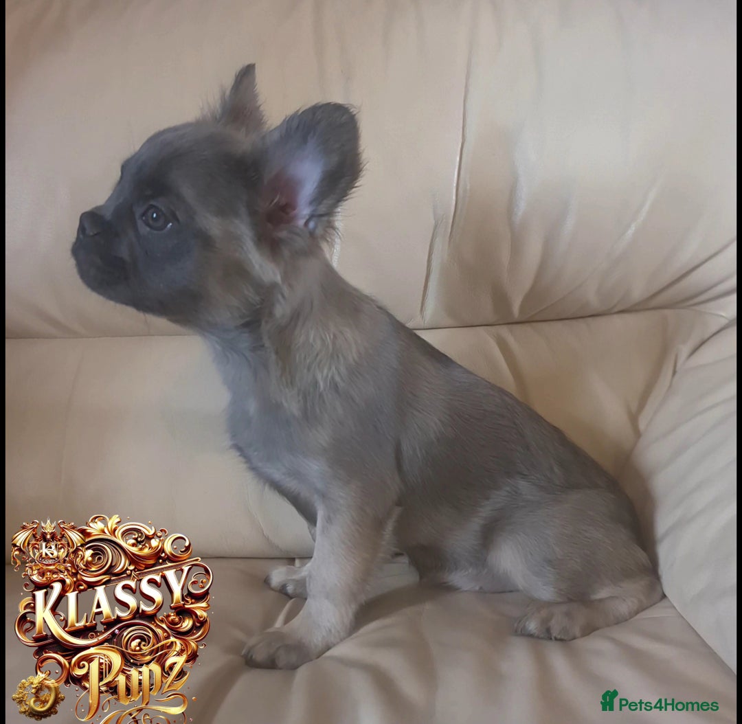 French Bulldog dogs for sale: KLASSY BULLZ KENNELS - KLASSY PUPZ ✨️ in Beckenham - Image 15