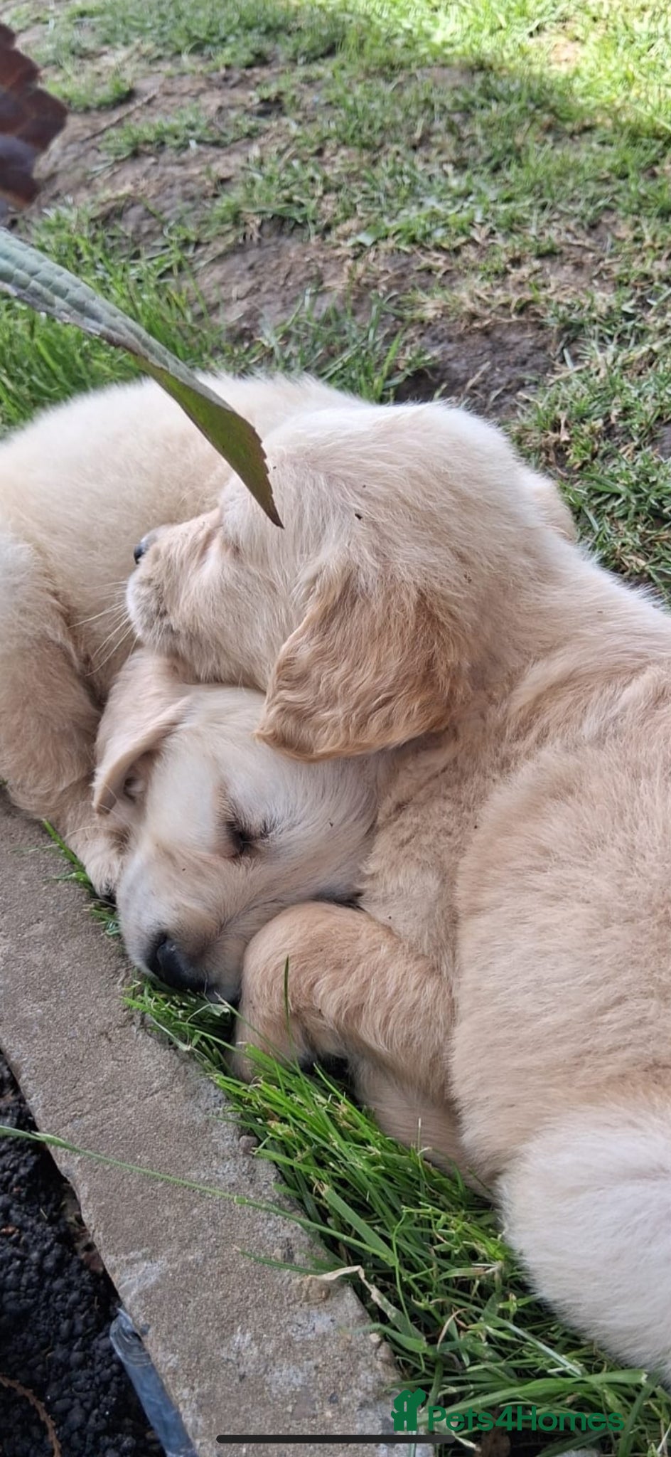 Golden Retriever dogs for sale: Golden retriever puppy’s  - Advert 9
