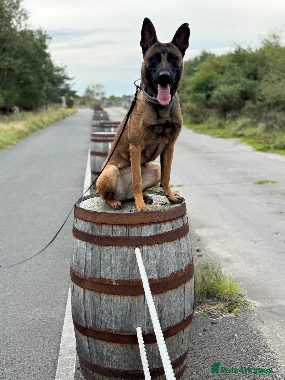 Belgian Shepherd Dog dogs Belgian malinois  - Advert 2