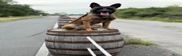 Belgian Shepherd Dog dogs for sale: Belgian shepherds  - Advert 2