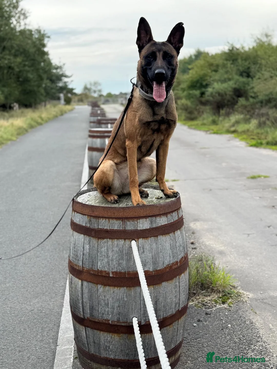 Belgian Shepherd Dog dogs for sale: Belgian shepherds  - Advert 2