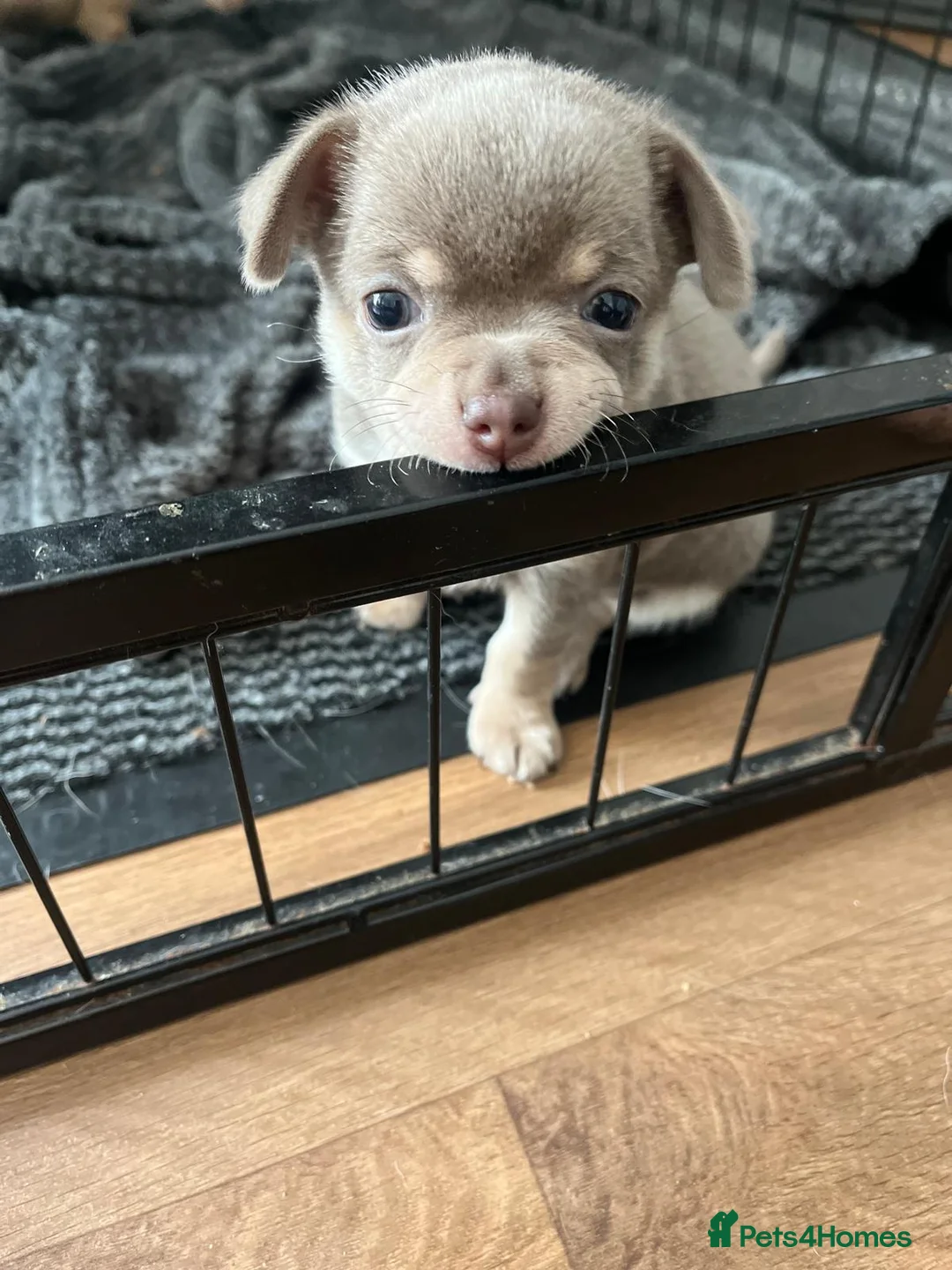 Chihuahua dogs for sale: Chihuahua puppies 2 boys kc registered  - Advert 2