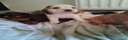 Cocker Spaniel dogs for sale: Beautiful KC Reg Show-Cocker Spaniel puppies  in Doncaster - Advert 36