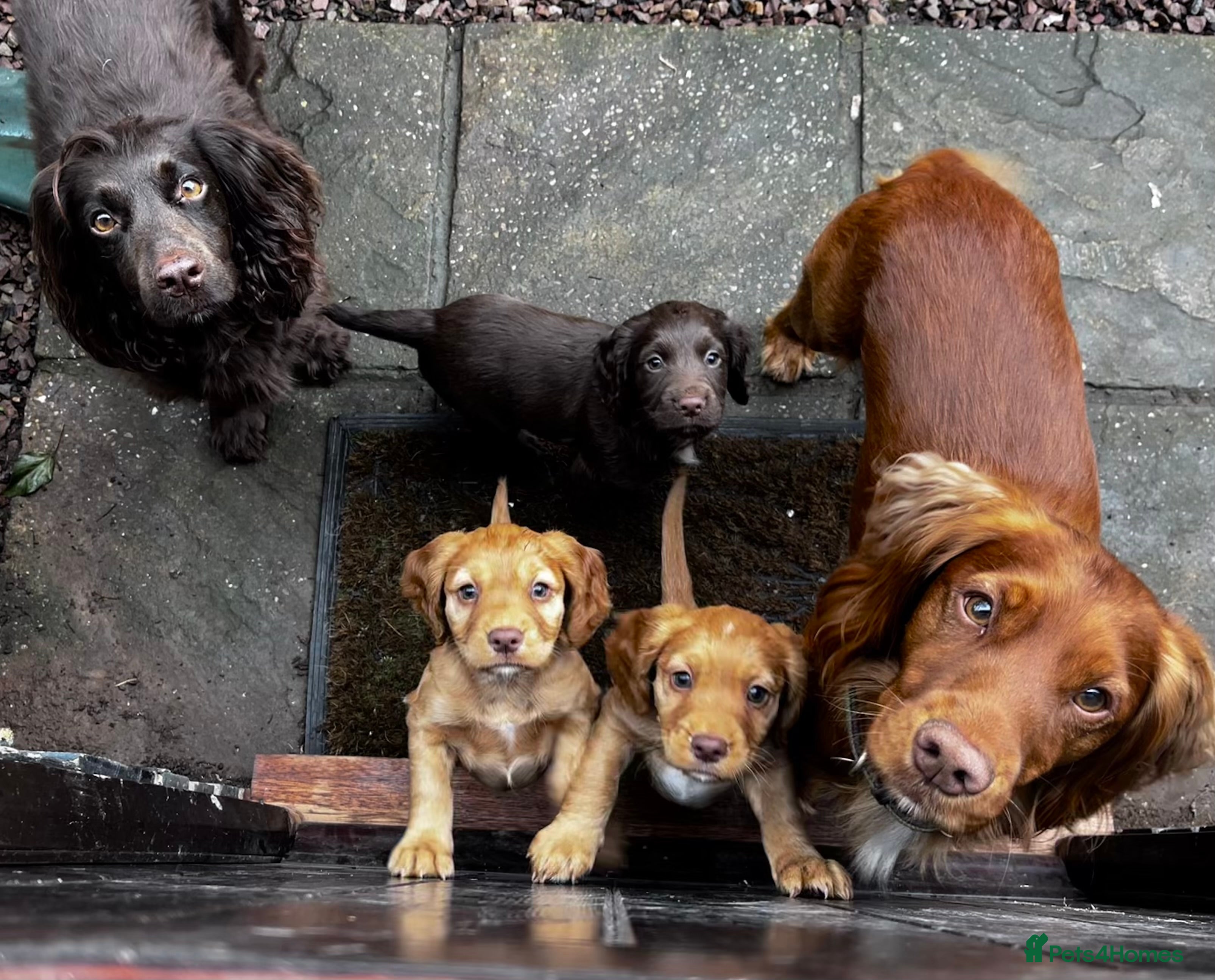Cocker Spaniel dogs Cocker Spaniel Puppies due any day now - Advert 3