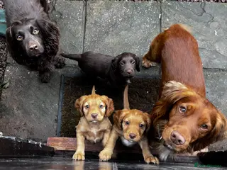 Cocker Spaniel dogs Cocker Spaniel Puppies due any day now - Advert 3