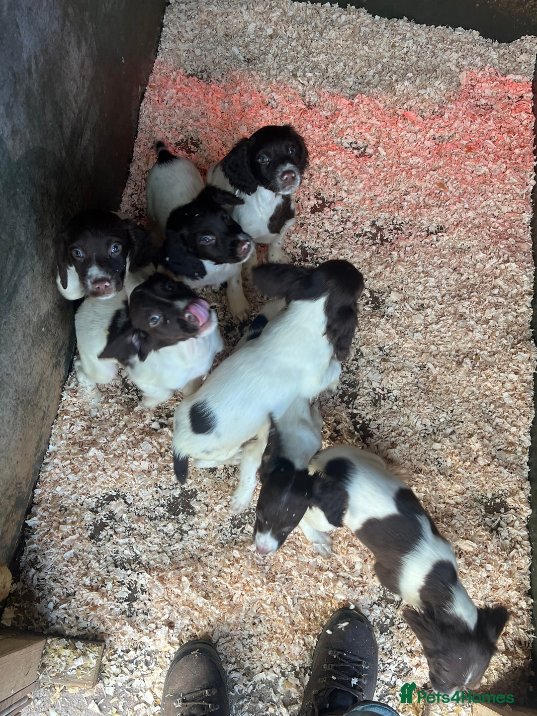 English Springer Spaniel dogs for sale: Working KC springer Spaniel Pups  - Advert 2