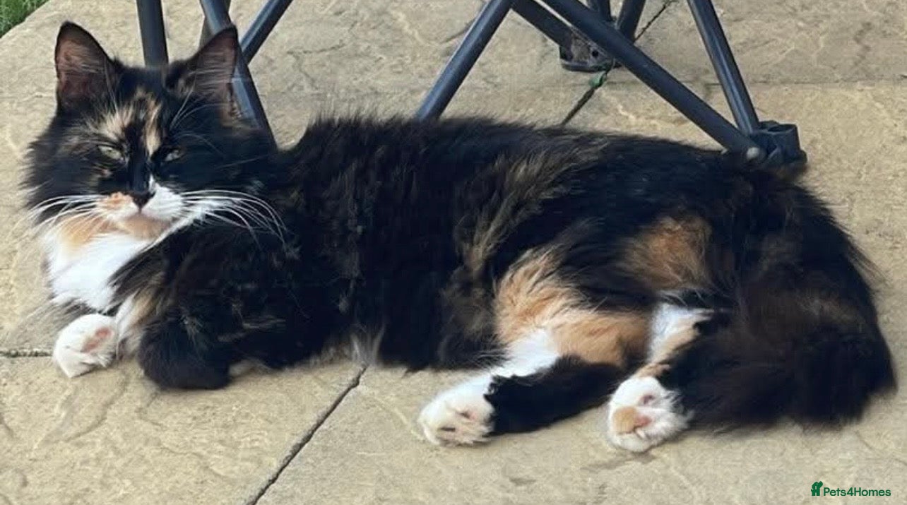 Mixed Breed cats Kitten for sale  - Advert 5