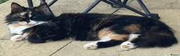 Mixed Breed cats for sale: Kitten for sale  - Advert 1