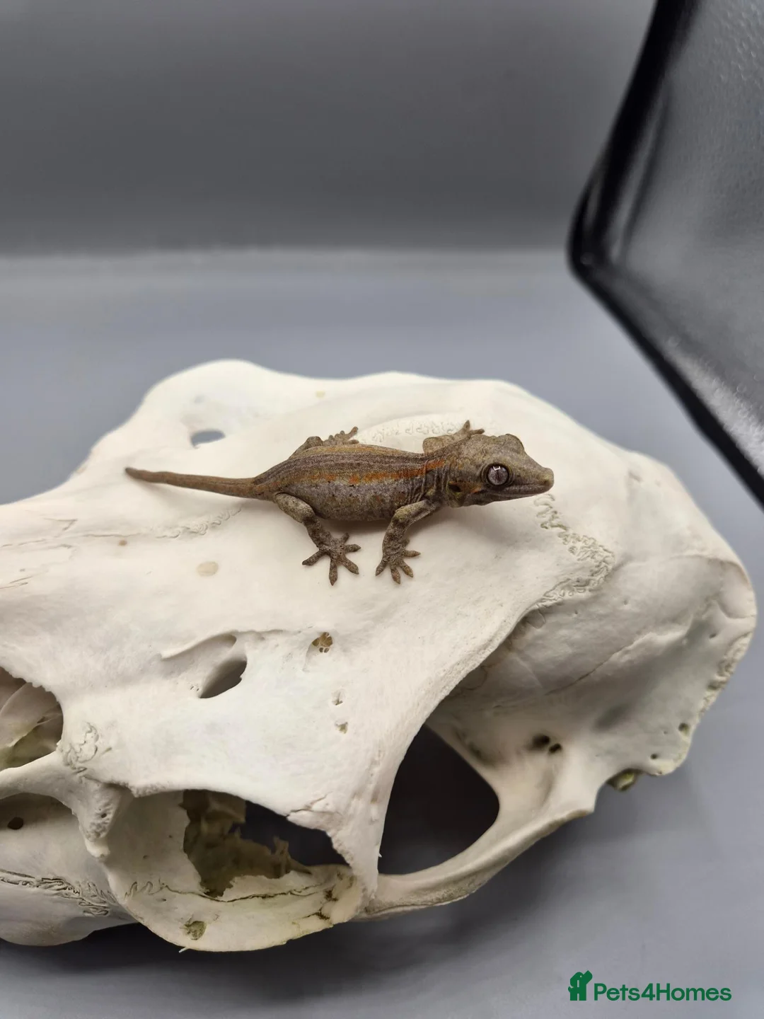 Gecko reptiles for sale: Red and orange striped gargoyle gecko  - Advert 5