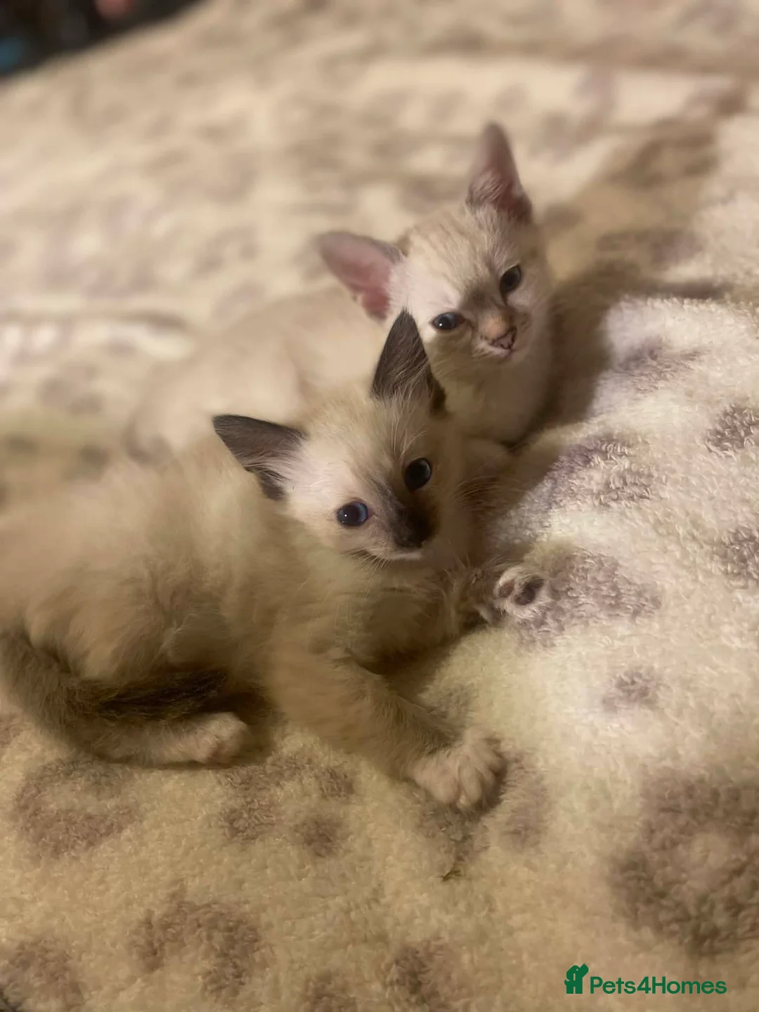 Siamese cats for sale: 3 siamese kittens for sale in Wolverhampton - Advert 2