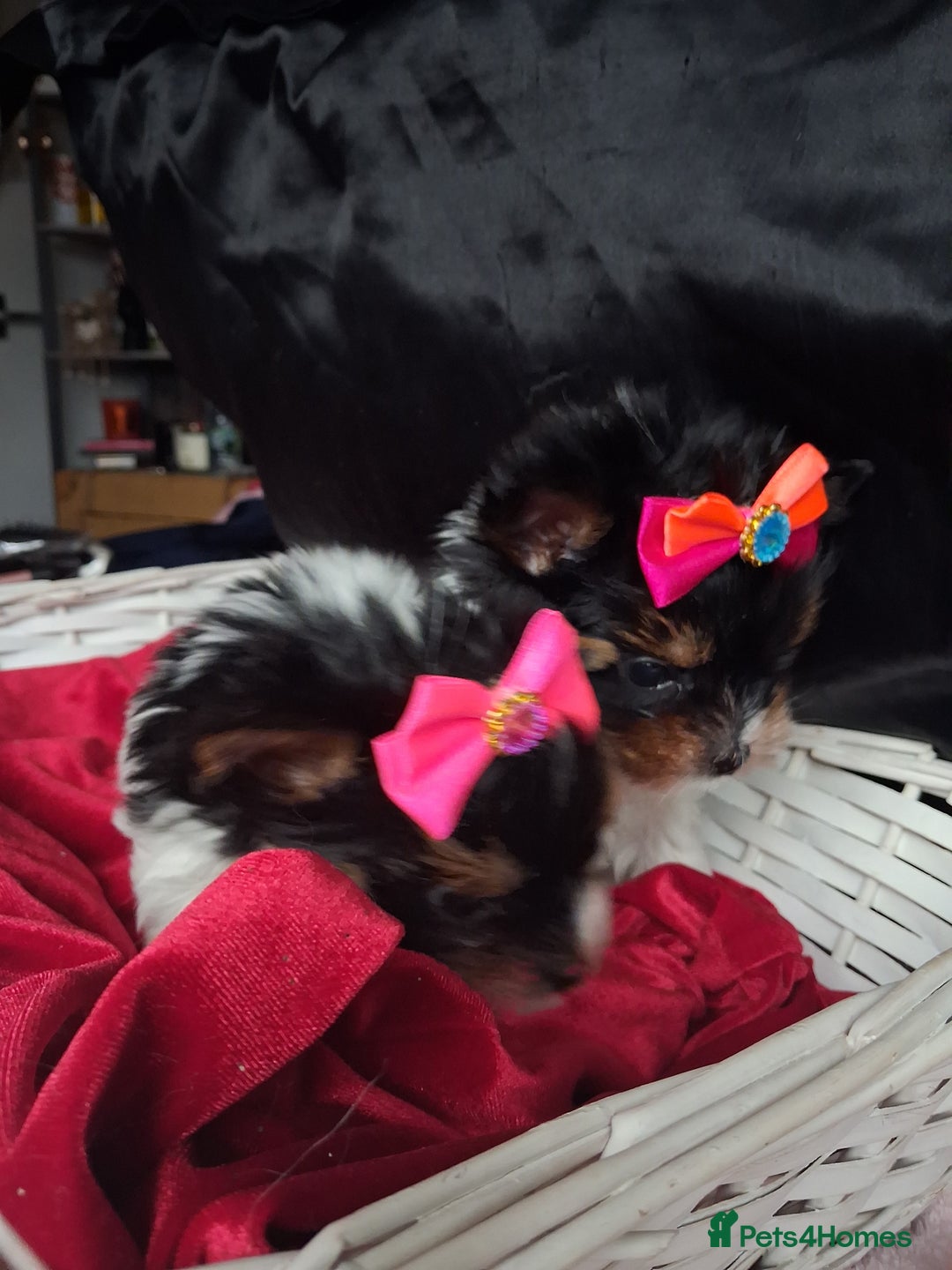 Biewer Terrier dogs for sale: Beautiful 2 mini girls - Advert 15