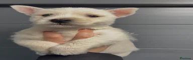 West Highland Terrier Puppy 2