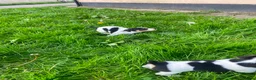 Jack Russell dogs for sale: Beautiful Jack Russell Girls Available  - Advert 17