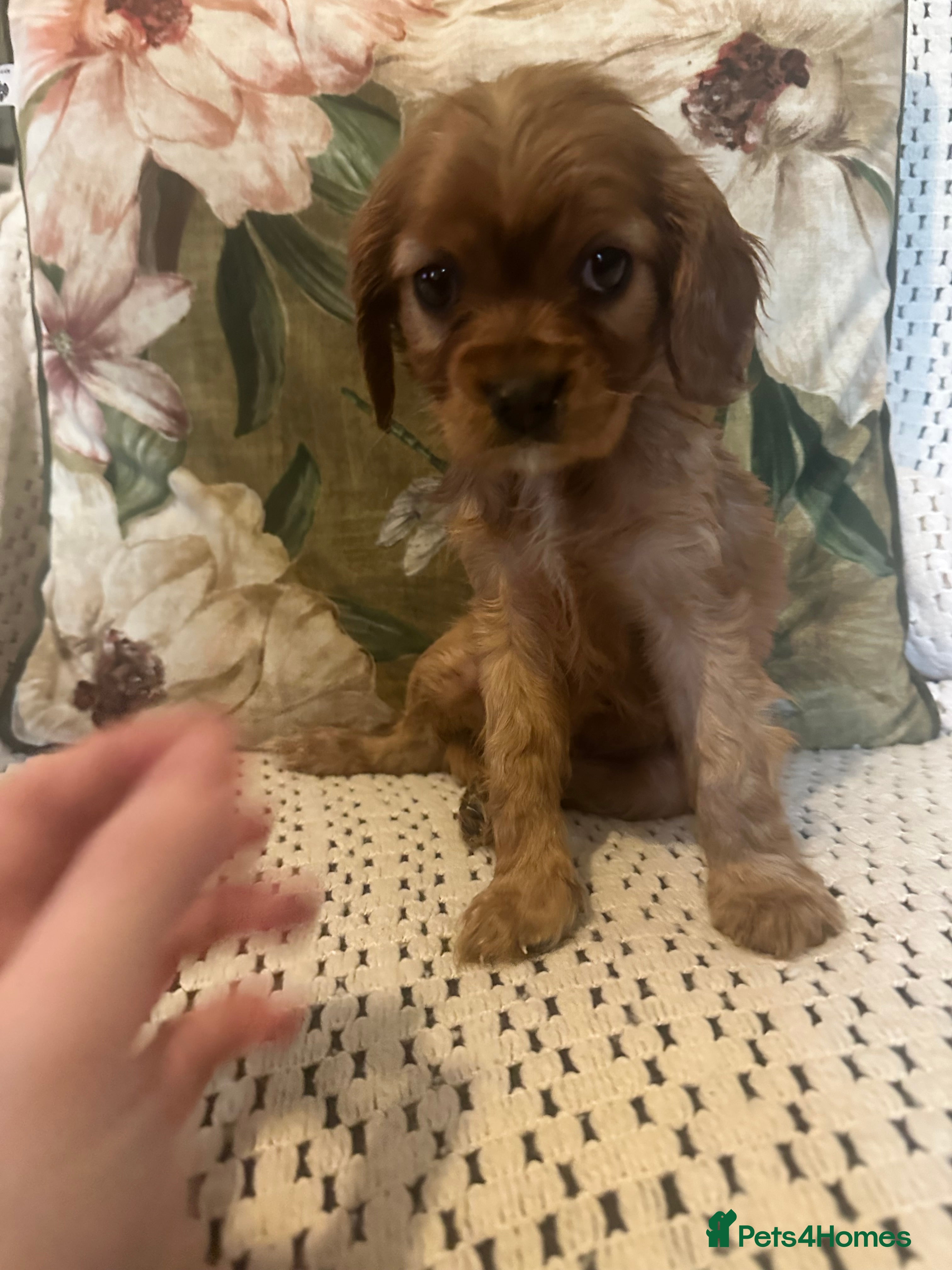 Cavalier King Charles Spaniel dogs Cavalier King Charles spaniel puppies  - Advert 7