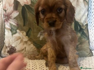 Cavalier King Charles Spaniel dogs Cavalier King Charles spaniel puppies - Advert 11