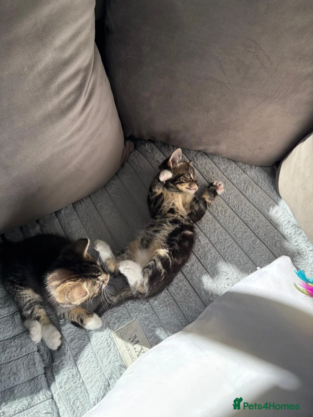 Mixed Breed cats for sale: Baby Girl Kitten for Sale 🐱 - Advert 2