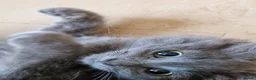 Siberian cats for sale: Beautiful siberian grey kittens - Advert 6