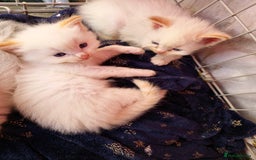 Ragdoll cats for sale: Ragdoll kittens - Image 18
