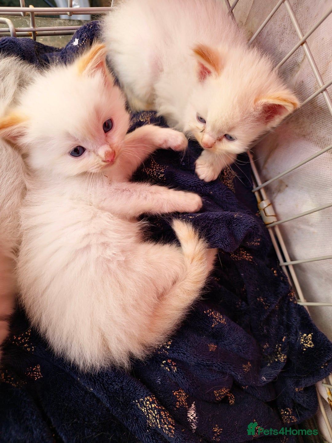 Ragdoll cats for sale: Ragdoll kittens - Image 18
