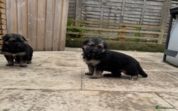 German Shepherd dogs for sale: Stunning top quality German shepherd puppies - Image 1