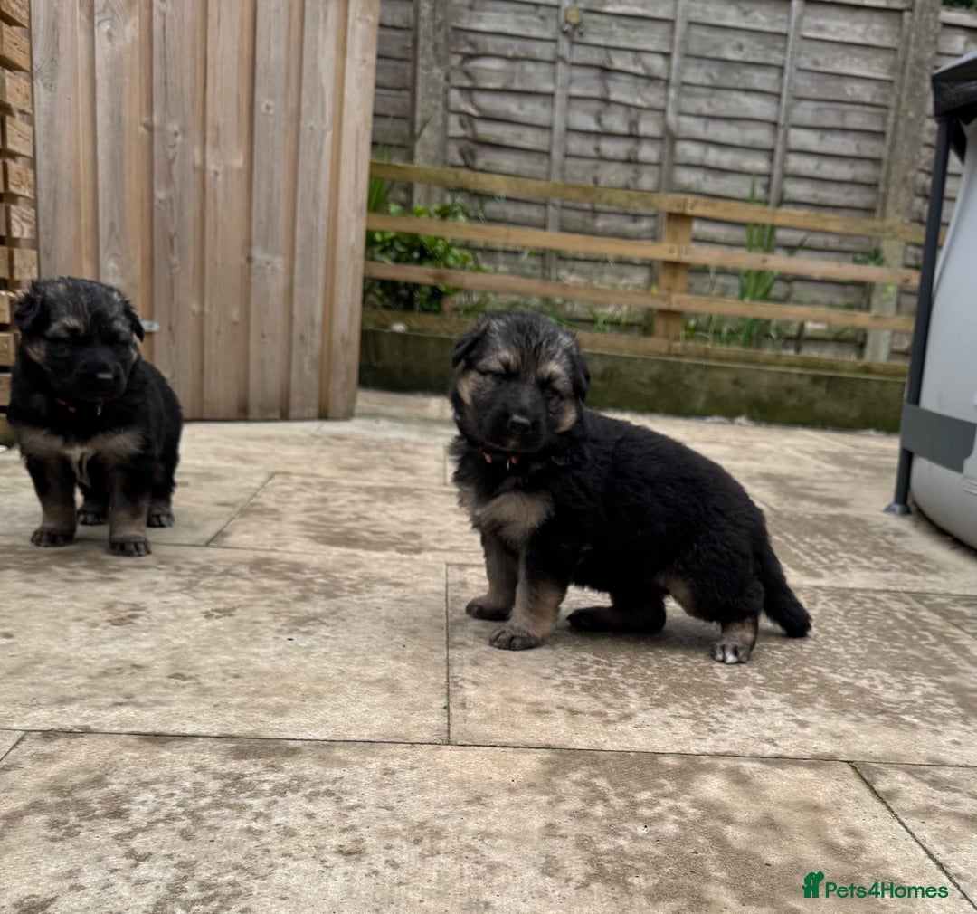 German Shepherd dogs for sale: Stunning top quality German shepherd puppies - Image 1