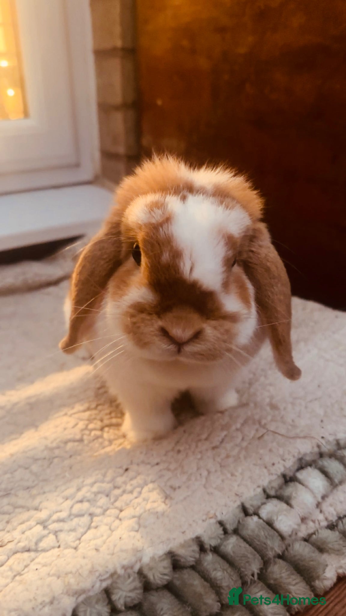 Mini Lop rabbits Mini lop doe!!!  - Advert 13