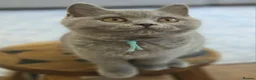 British Shorthair cats for sale: British Shorthair Kittens Teddy Bear chunky Teddys - Advert 12