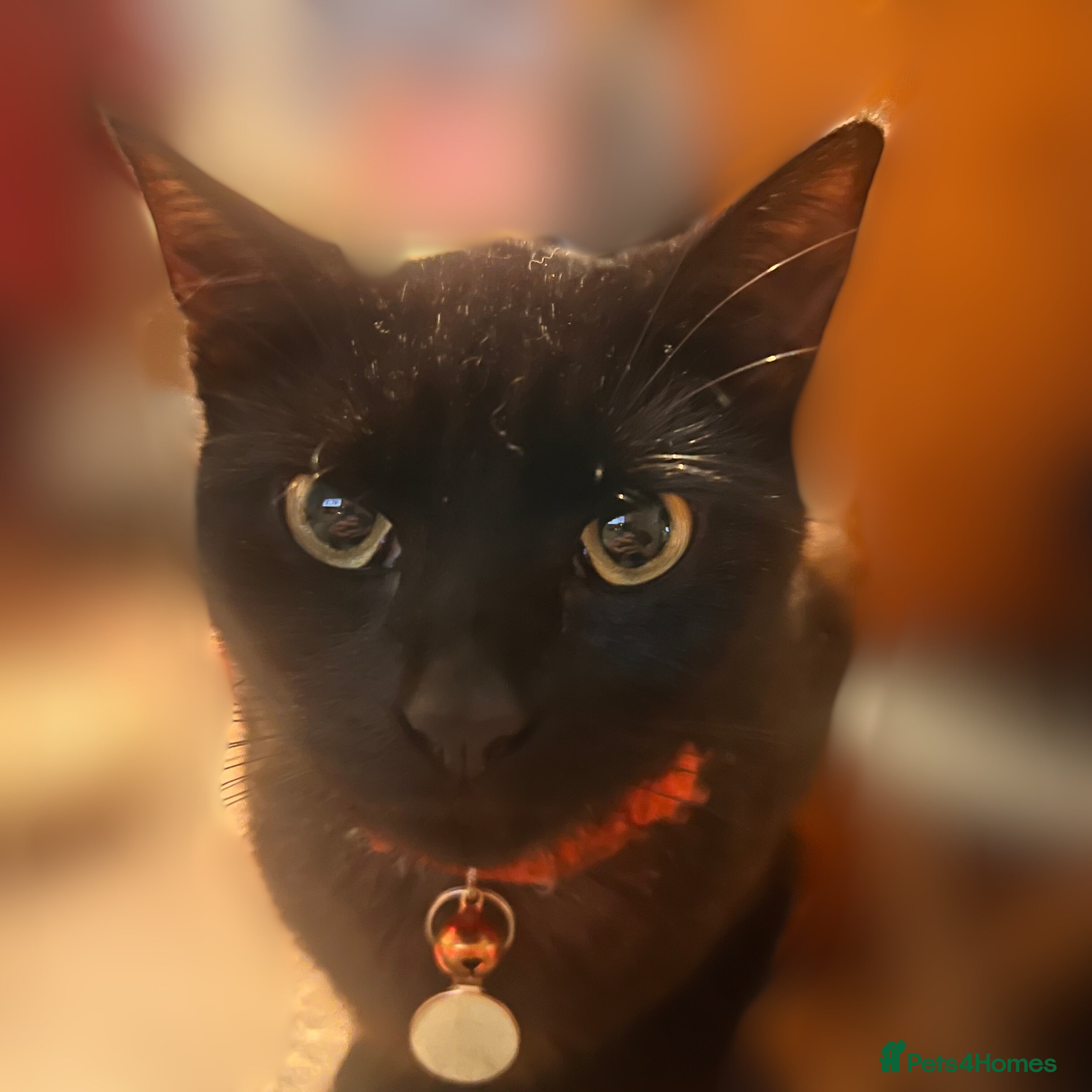 Mixed Breed cats Playful Adolescent Kittens  🐾 - Advert 17