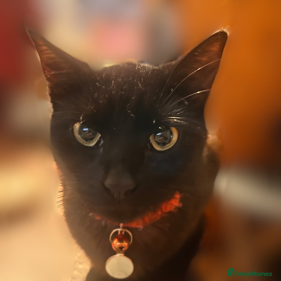 Mixed Breed cats for sale: Playful Adolescent Kittens  🐾 - Advert 2