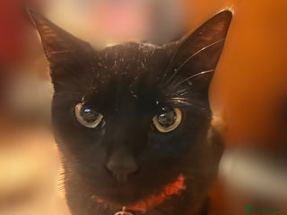 Mixed Breed cats Playful Adolescent Kittens 🐾 - Advert 15