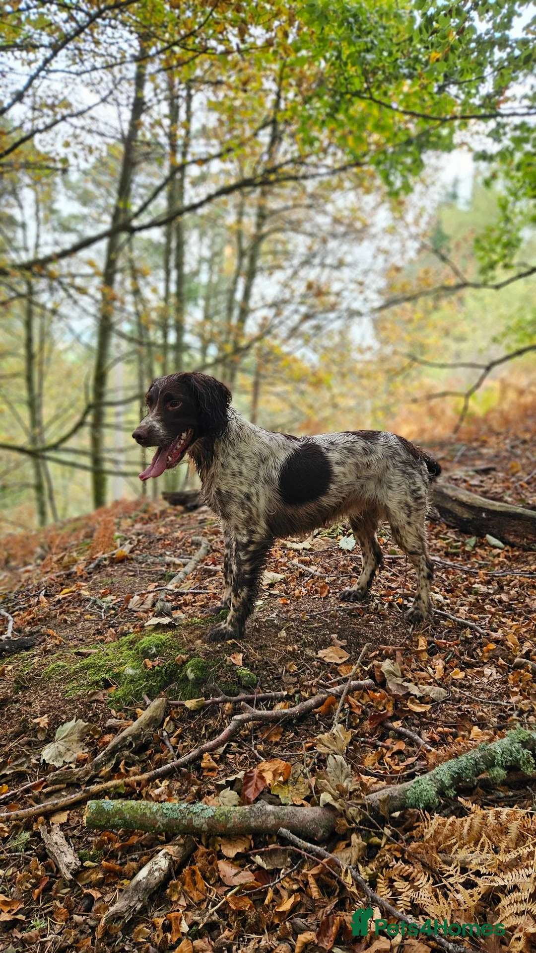 English Springer Spaniel dogs for sale: Last 2 english springer spaniel girls READY NOW - Advert 15