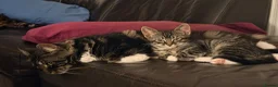 Mixed Breed cats for sale: Kittens  - Advert 8