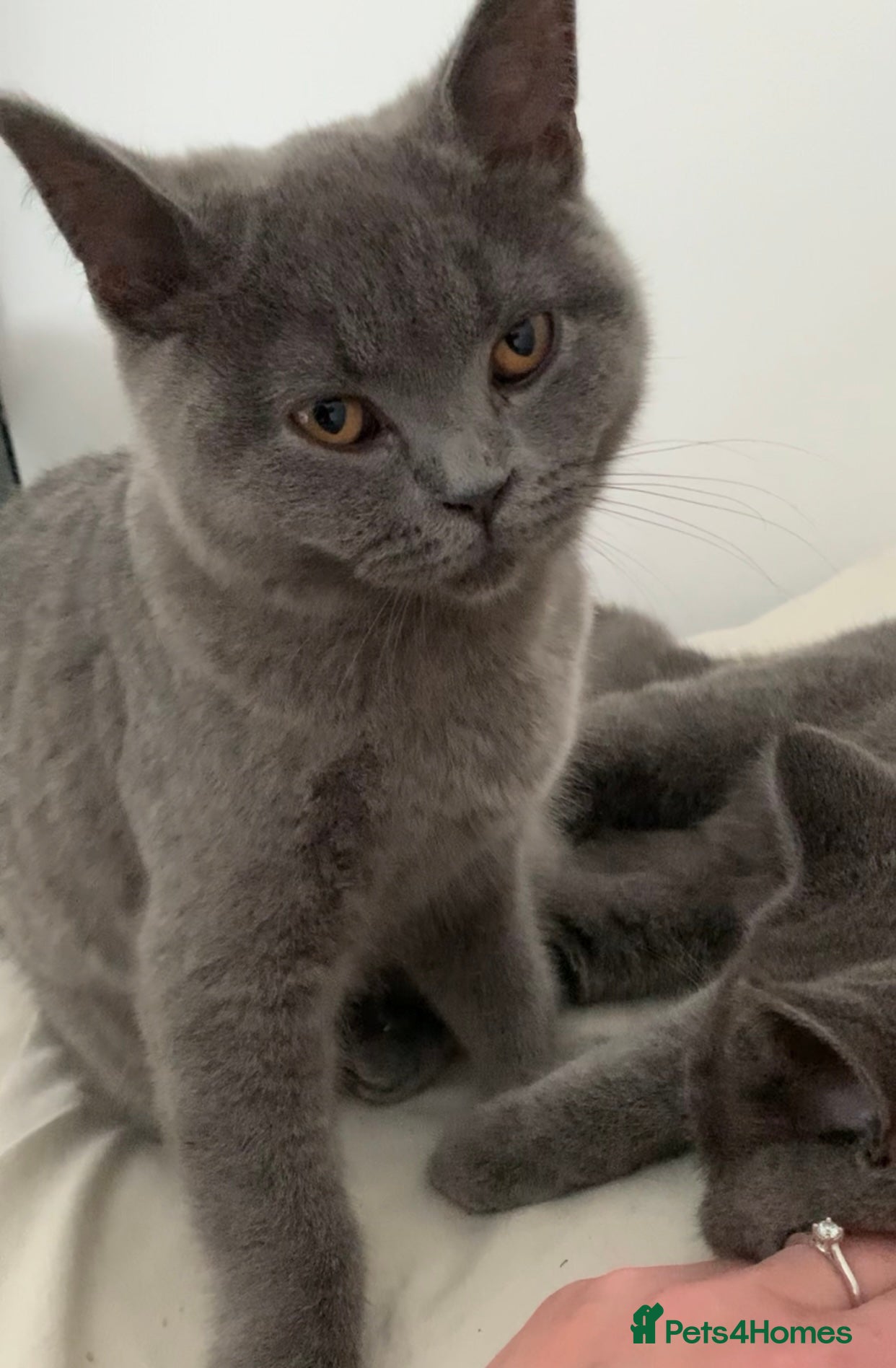 British Shorthair cats British Shorthair Blue Kittens 💛 Raised with Love - Advert 1