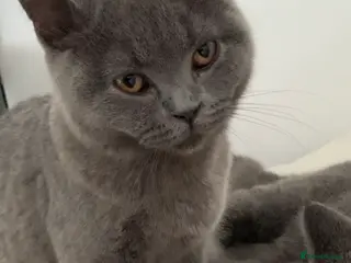 British Shorthair cats British Shorthair Blue Kittens 💛 Raised with Love - Advert 1