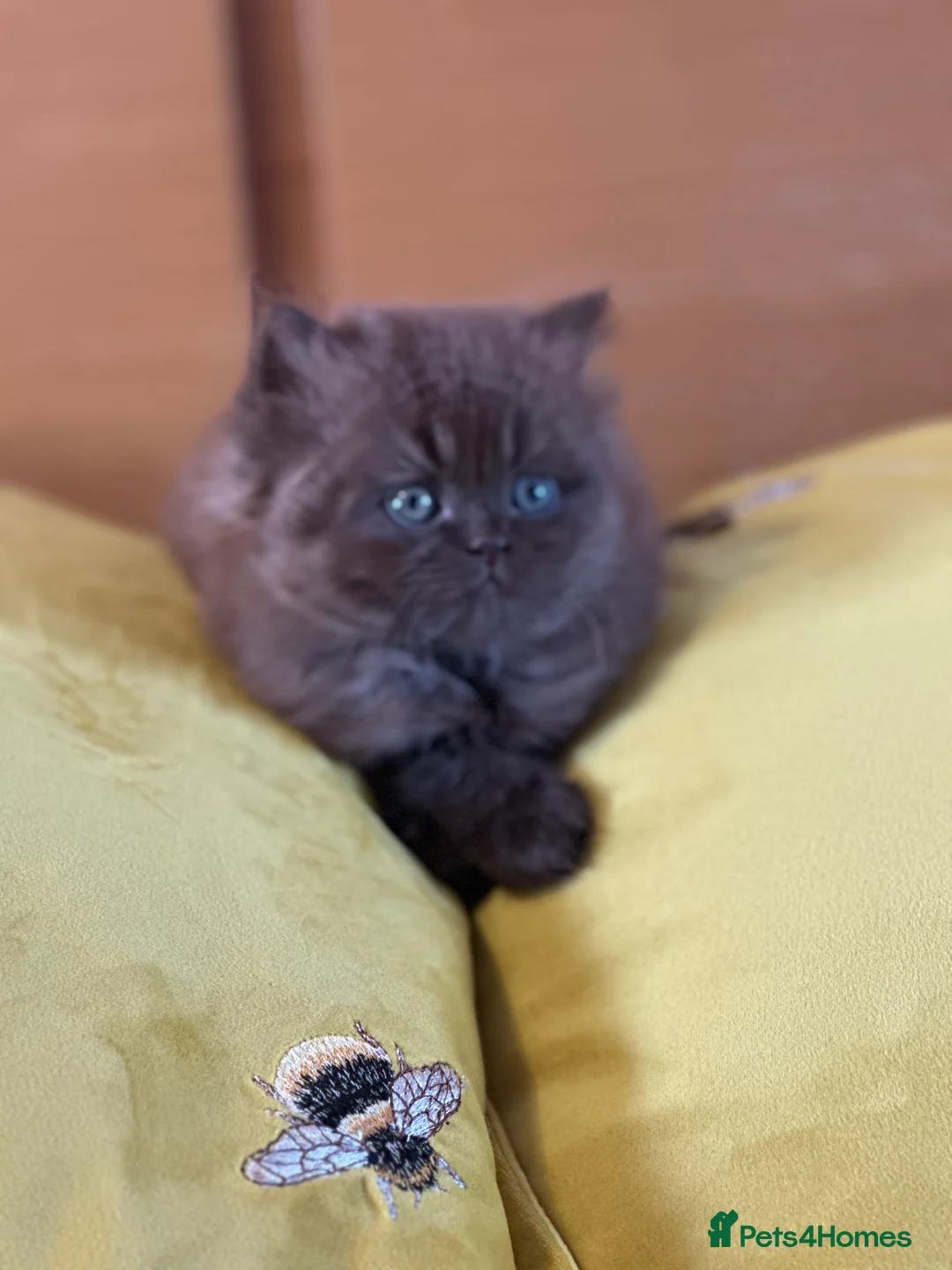 British Shorthair cats for sale: GCCF  registered Carriers cinnamon  color  - Advert 15