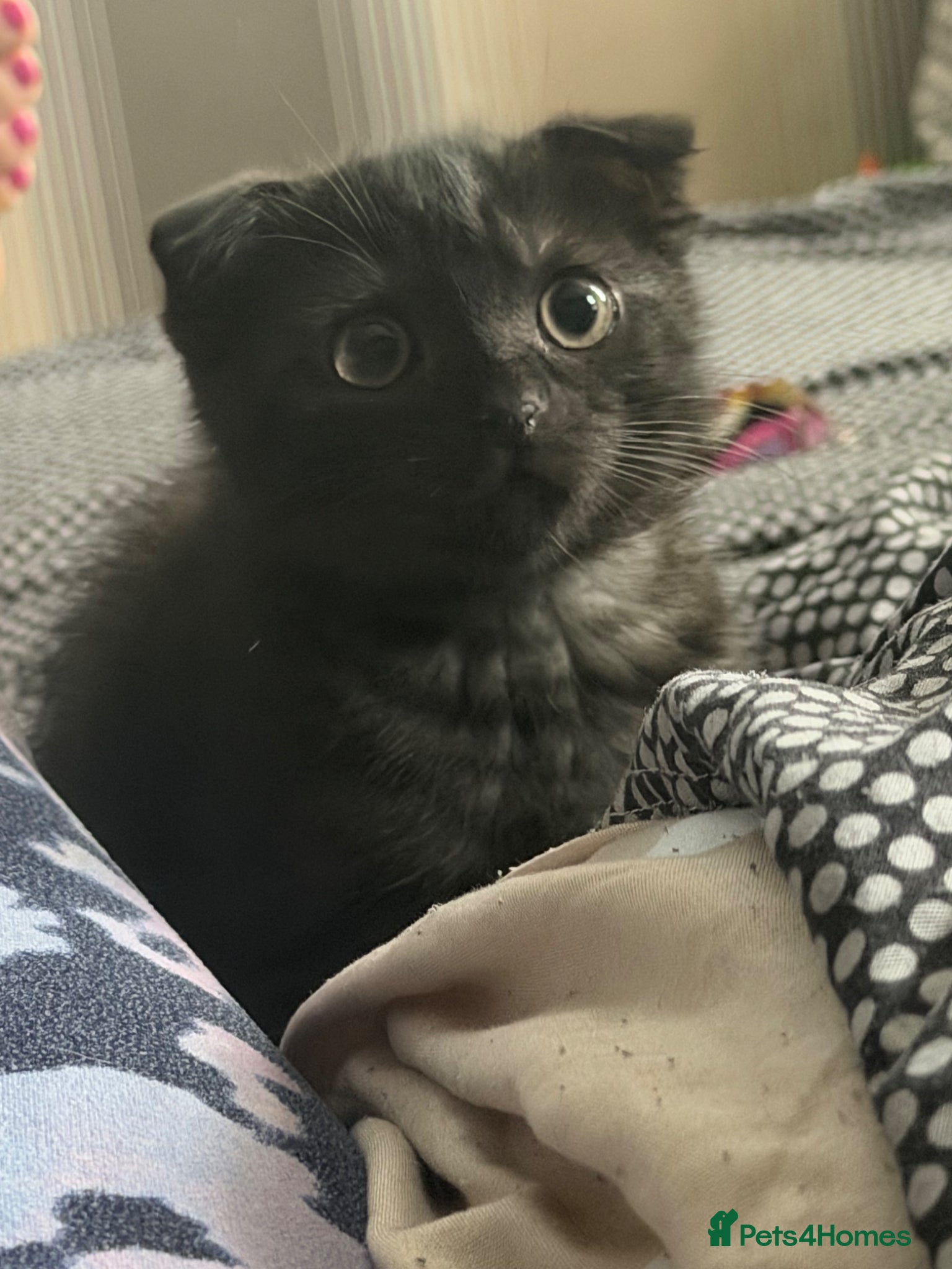 Scottish Fold cats for sale: Cosmo Male Kitten - Advert 3