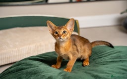Abyssinian cats for sale: Premium Abyssinian kittens-TICA- Champion Pedigree - Image 18