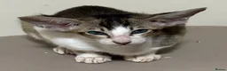 Oriental cats for sale: Pedigree GCCF Oriental Kittens  - Advert 6