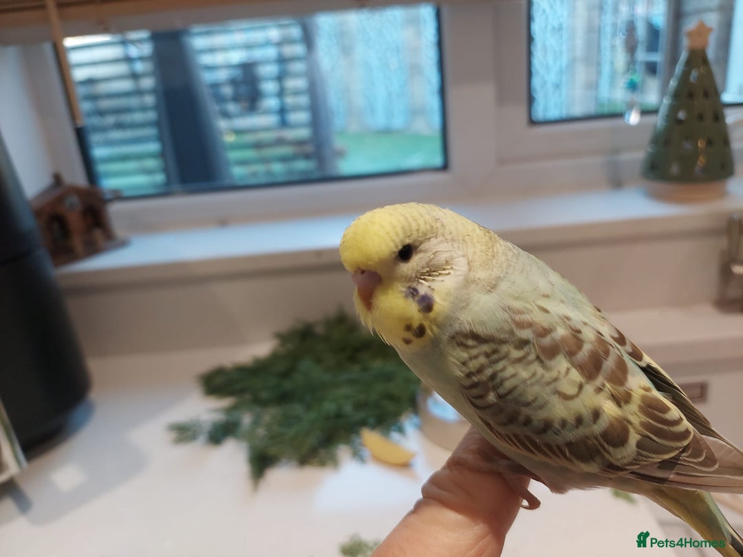 Budgerigars birds for sale: Tame Baby Budgies - Advert 10
